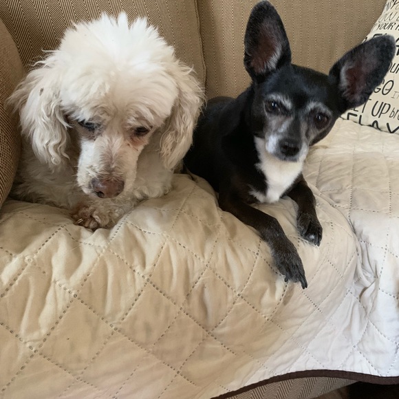 Meet your Posher, Krymylda - Picture 5 of 5